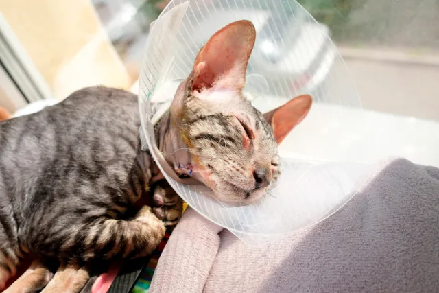 Why Do Cats Cough After Surgery? Medical Facts Explained (Vet Answer)