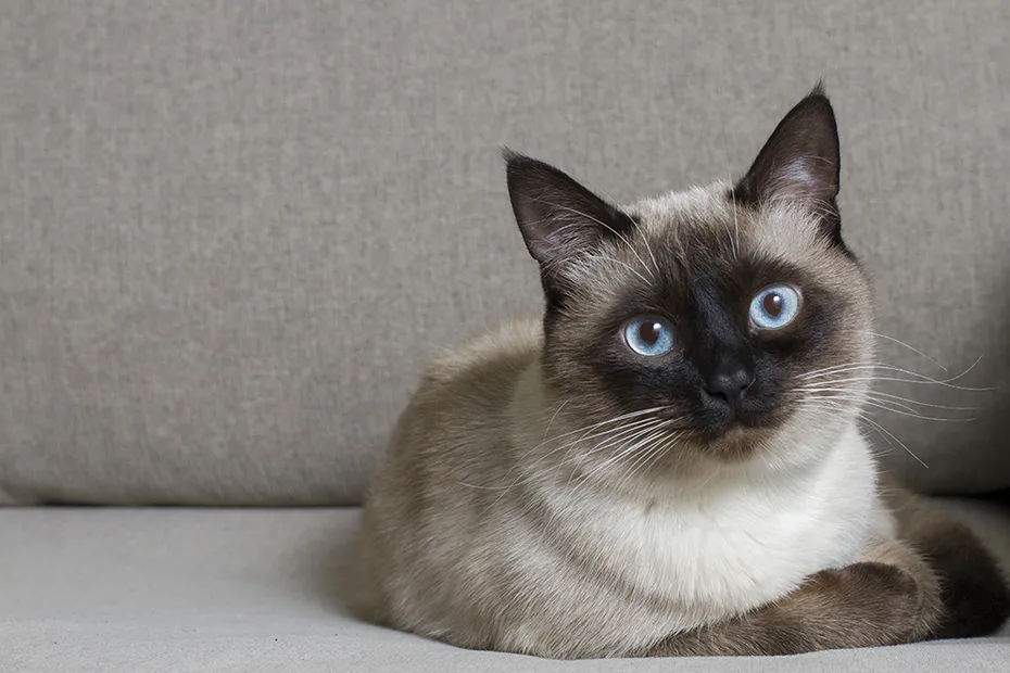 siamese cat lying on the couch