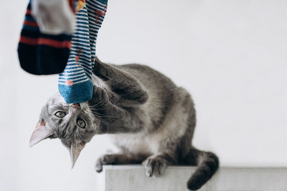 cute grey cat playing with sock