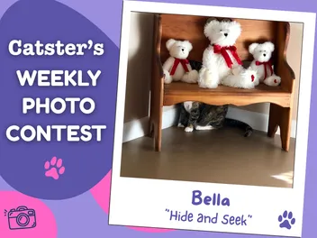 Catster’s Weekly Photo Contest Winners: Hide and Seek (April 30, 2026)
