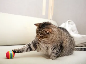 How to Make My Cat More Active: 10 Vet-Approved Exercises & Tips