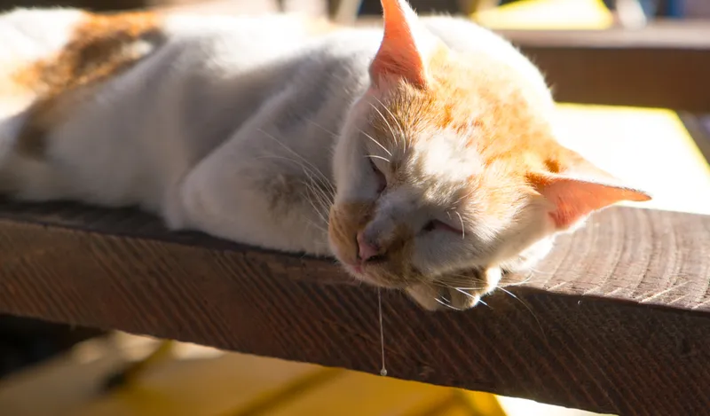 cat drooling while sleeping