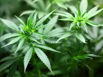 Can Cats Get High? Vet-Reviewed Facts on Effect and Safety