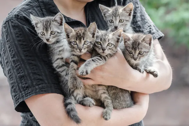 Purrminators Helps Kittens and Adult Cats via Instagram