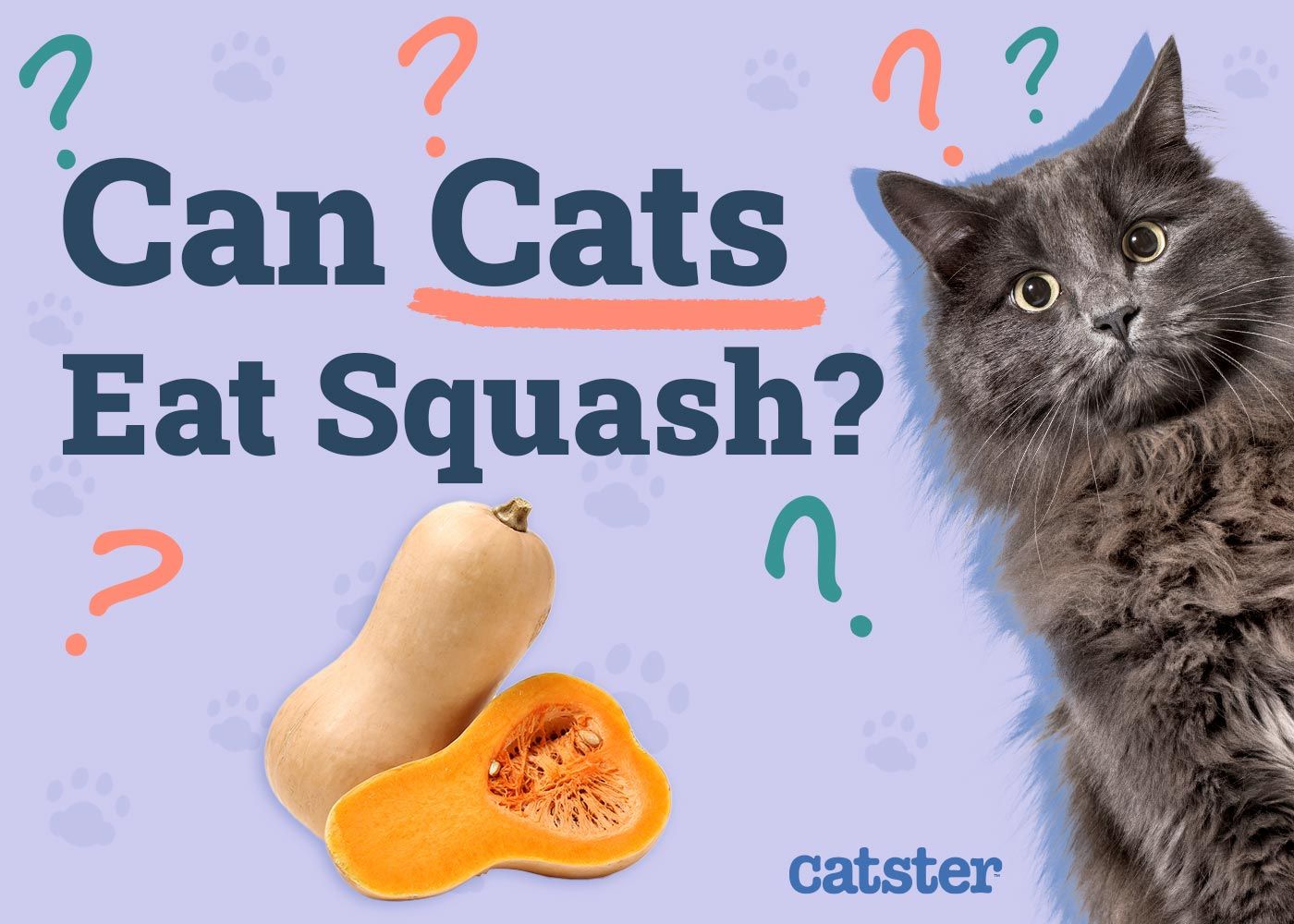 Can Cats Eat Squash