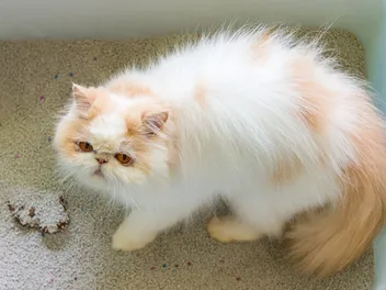 Why Does My Cat Play With Poop? 6 Possible Vet-Reviewed Reasons for This Behavior