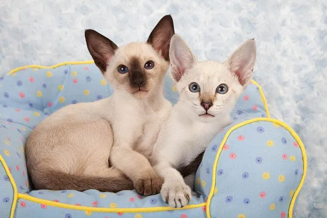 Siamese Kittens for Sale: 2026 Breeders List in Canada (BC, Ontario, Quebec, Alberta)