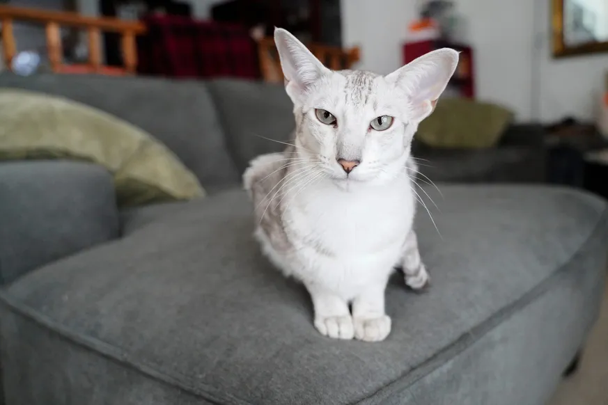 Oriental Shorthair grey and white fur