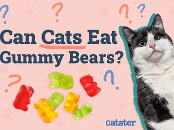 Can Cats Eat Gummy Bears? Vet-Reviewed Nutritional Facts