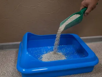 Will Cat Litter Keep Mice Away? Vet-Approved Facts & Info