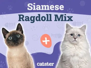 Siamese Ragdoll Cat Mix: Info, Pictures, Temperament & More