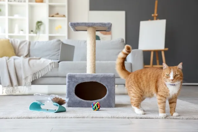 12 Types of Cat Accessories for Your Fabulous Feline