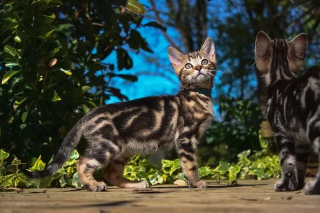 Marble Bengal Cat: Info, Pictures, Facts & History (Vet-Verified)