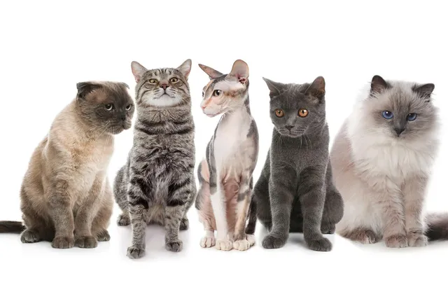 How Many Cat Breeds Are There in the World? (2026 Update)