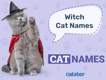 200+ Witch Cat Names: Great Ideas for Your Wiccan Cat