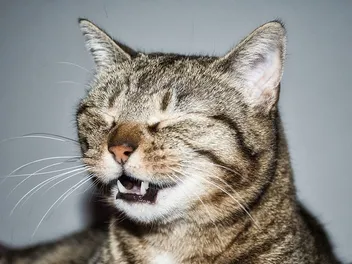 Why Is My Cat Sneezing All of a Sudden? 6 Vet-Reviewed Reasons