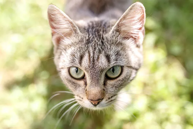 Cat Brain Anatomy: Vet-Verified Facts & Common Disorders