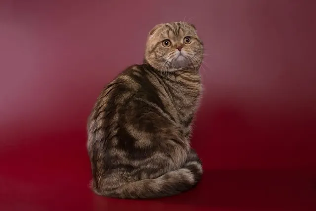 12 Incredible Scottish Fold Cat Facts; Origin, Appearance & More