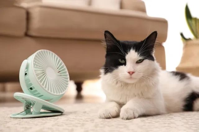 Do Cats Like Fans? Vet-Verified FAQ & Alternatives