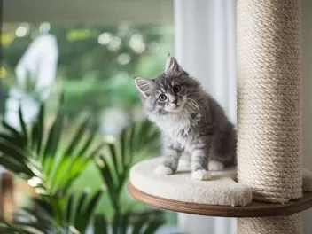 Maine Coon Kittens for Sale in New York: Breeders List 2026
