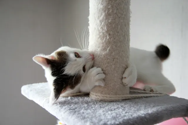 13 DIY Cat Castles You Can Make Today (With Pictures)