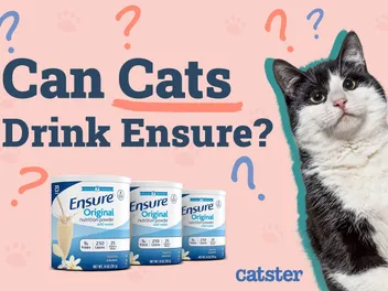 Can Cats Drink Ensure? Vet-Approved Health Facts & Safety Guide