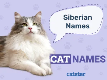 250+ Siberian Cat Names: Ideas for Your Northern Kitty