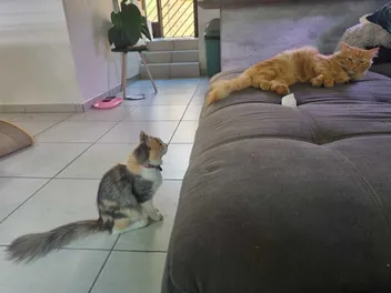 Perfect Kitty Frenemies: Ivy and Her Orange Friend
