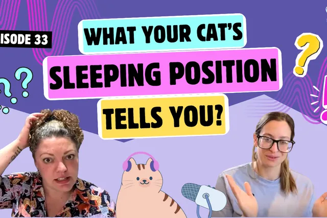 Chatting About Sleeping Positions, Loafing & Cats in Tubes | Chatty Cattys, Episode 33