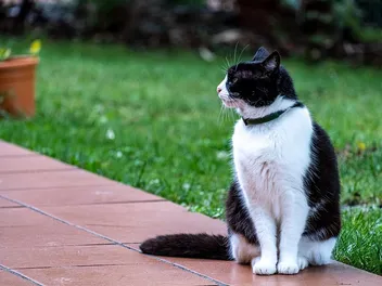Cat Shock Collars: How They Work, Safety Advice & Alternatives (Vet-Reviewed)