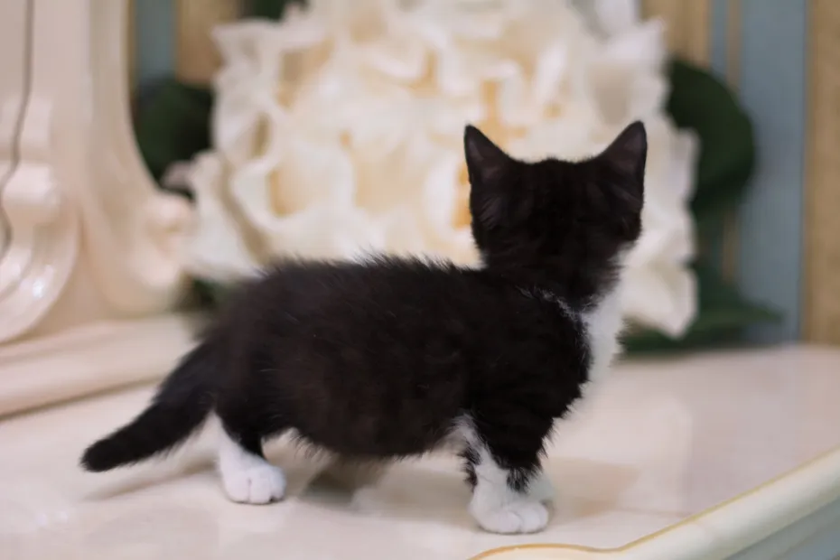 Black and white Munchkin kitten on the floor