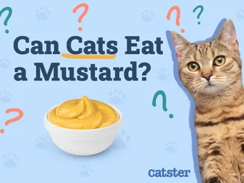 Can Cats Eat Mustard? Vet-Verified Risks & Precautions