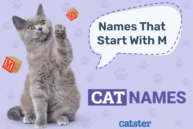 250 Cat Names That Start With M for Beautiful & Intrepid Felines