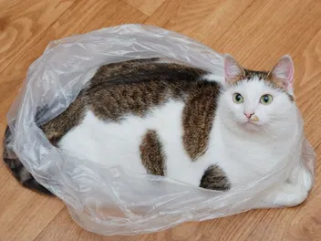 Why Does My Cat Pee on Plastic Bags? 6 Vet-Reviewed Reasons & Solutions