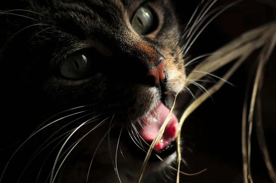 cat with mouth wide open