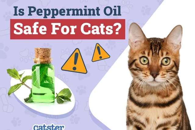 Is Peppermint Oil Safe for Cats? Vet-Reviewed Facts & FAQ