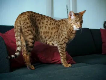 How Much Does It Cost to Own a Ashera Cat? 2026 Price Guide