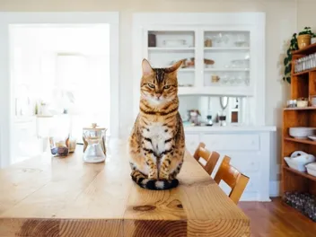 16 Vet-Reviewed Tips on How to Cat-Proof Your Apartment
