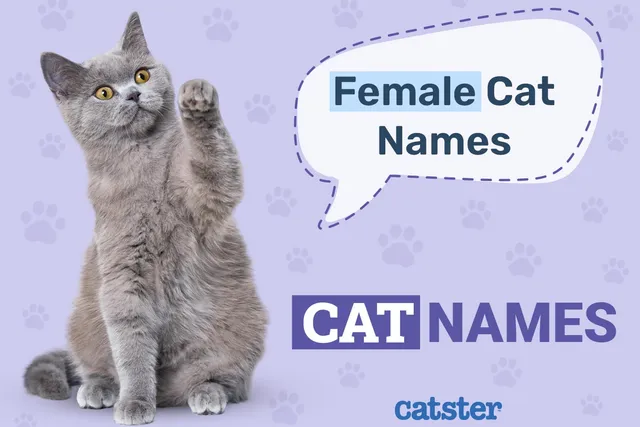 100+ Female Cat Names: The Best Names for Girl Cats