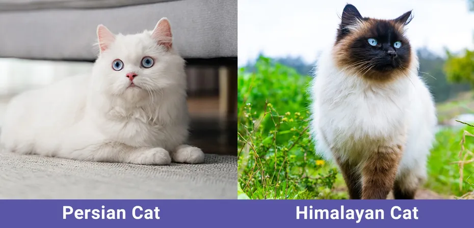 Persian Cat vs Himalayan Cat side by side