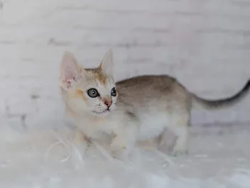 7 Cat Breeds With the Shortest Lifespans (Info & Pictures)