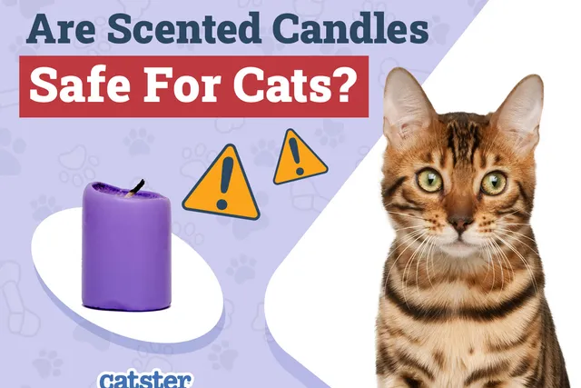 Are Scented Candles Safe for Cats? Vet-Verified Facts & Info