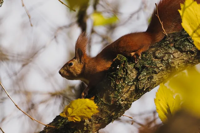 Do Cats Eat Squirrels? Vet-Verified Risks & Considerations