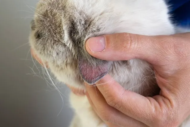 My Cat Has Sores Behind Their Ears, What's Wrong? Our Vet Explains