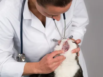 Cat Mouth Sore: Causes, Signs & Treatments (Vet Answer)