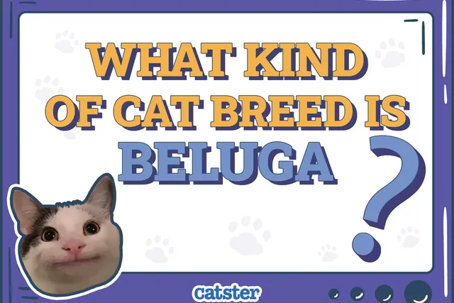 What Kind of Cat Breed Is Beluga? Influencer Interesting Facts