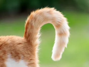 Why Does My Cat’s Tail Twitch? 6 Vet-Reviewed Reasons