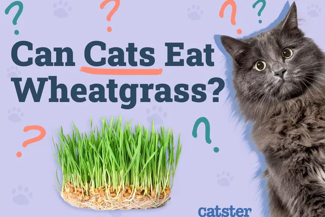 Can Cats Eat Wheatgrass? Vet-Reviewed Benefits & Facts