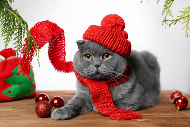 8 Cat Christmas Photo Ideas for the Purrfect Holiday Photoshoot