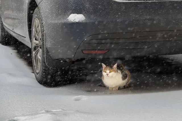 Cats on Cars in Cold Weather: Vet-Reviewed Facts and Safety Guide